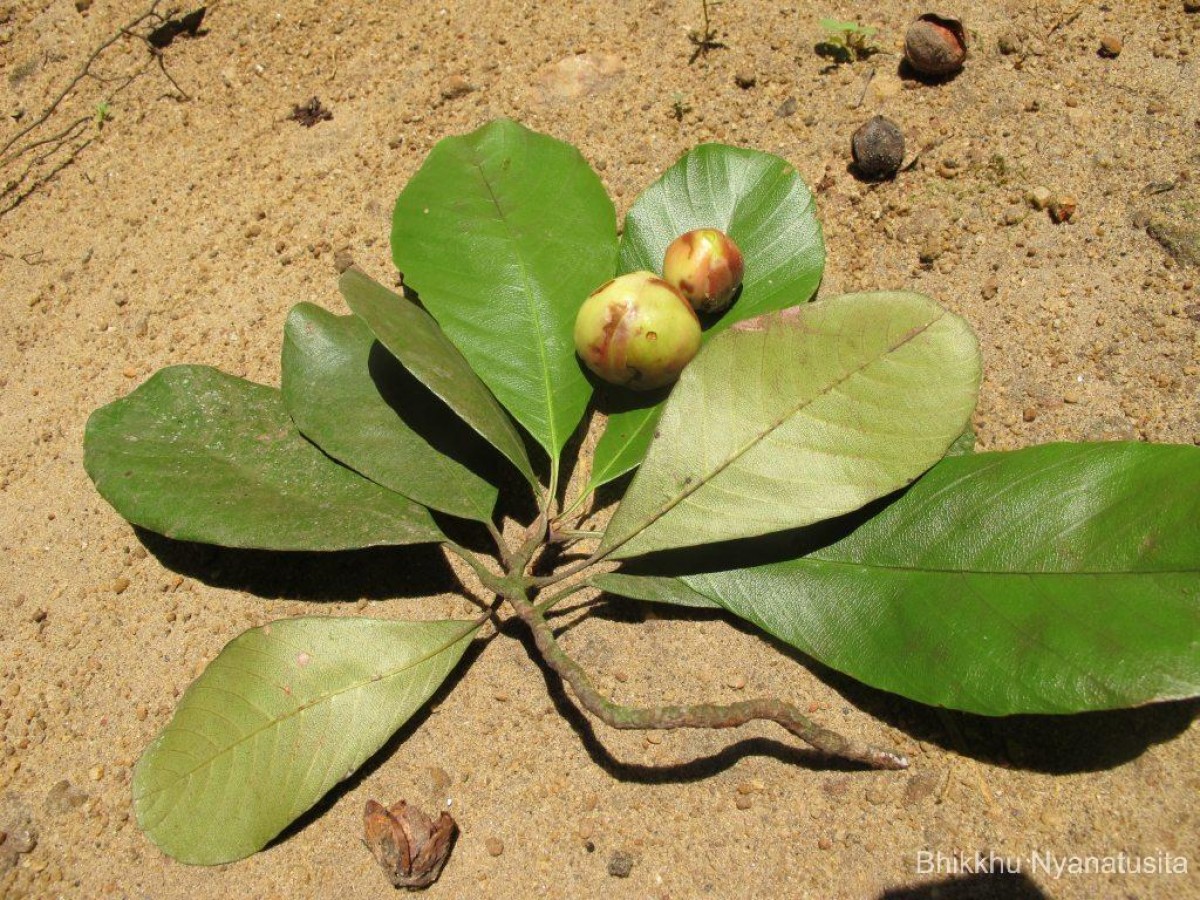 Dillenia retusa Thunb.